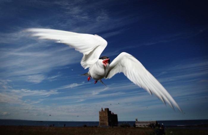 Tiny bird breaks migration record with 60,000-mile flight